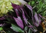 菜坛新秀——紫背天葵  紫背天葵怎么吃？
