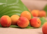 关于杏伤人的真相  杏的营养价值有哪些？