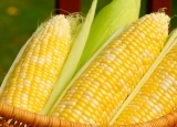 玉米延缓衰老功效强   知道如何挑好玉米吗？