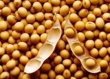 关于大豆的营养知多少  怎么吃才健康？