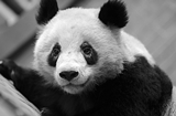 拒绝“熊猫眼” 9种方法教你消除黑眼圈