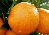 怎样挑选好吃的橙子 什么样的脐橙最甜？