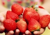 空心草莓是催熟or自然现象？ 草莓长这样你敢吃吗